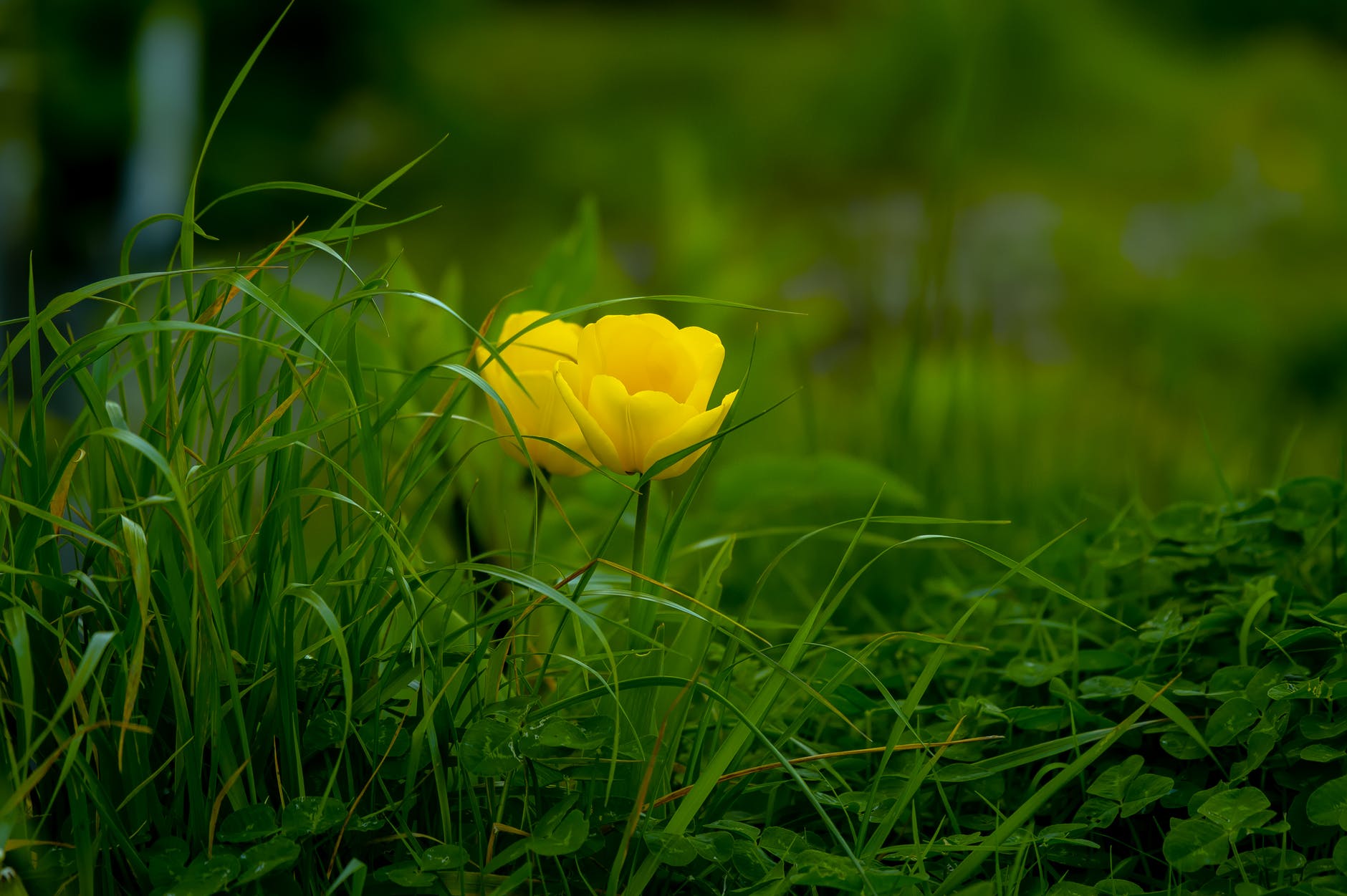 yellow flowering green plants